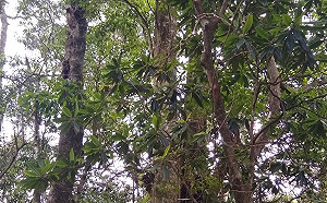 守護棲地！嘉義芙蓉山發現百年原生杜鵑