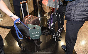 台俄直飛2個月才查行李 防檢局：非洲豬瘟防疫確有疏忽