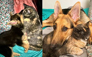 (影)女子想送養中途小貓　愛犬卻抱緊貓姊姊不分開