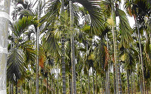 真的別吃了！衛福部：嚼檳榔罹癌機率提高28倍