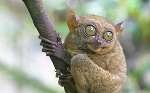 出國、洽商注意！菲律賓首次發佈登革熱全國警戒