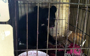 蜂蜜引誘母熊  熊寶寶等一夜未見熊媽媽