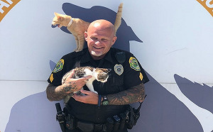 美國警察為解決收容所經費問題　提出捐貓糧抵停車費創舉