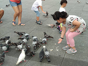 路邊野鴿別亂餵！新北動保處提醒驅鴿4撇步