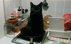 貓奴深夜喊餓　貼心主子竟端坐鍋裡：吃了我吧！