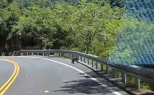 小熊再度出没南安瀑布　萌樣超可愛