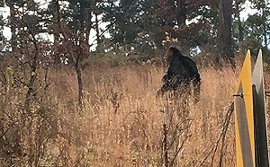 大腳怪直擊！？澳洲男子錄下「神秘吼叫」引熱議