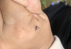 登革熱疫情未解除！這種蚊子是高危險品種