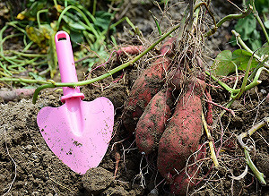 金山甘藷季開跑！焢蕃薯買新鮮農產體驗一日農夫樂趣