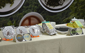 育種長達19年！「台茶24號」台灣第一個本土原生山茶終誕生