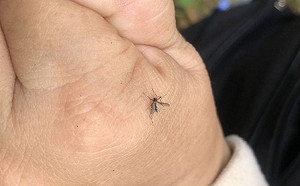 陪妻到緬甸探親  台南男子返台確診登革熱