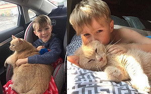 十歲老貓沒人要　善良小男孩超識貨帶回家惜命命