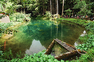 神木見證愛情！最浪漫森林婚禮在阿里山