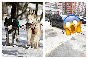 影／汪星人狂咬拆車！汽車瞬間支離破碎　車主欲哭無淚