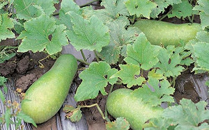 冬瓜其實是「夏瓜」？消暑退火又美味 3招挑瓜撇步報你知！