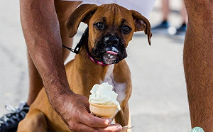 美國FDA警告：狗狗食用低糖食品要小心！含木糖醇過多恐致死