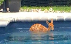 嬌客天天到民宅報到　小鹿：你家泳池借我免費游一下啦！