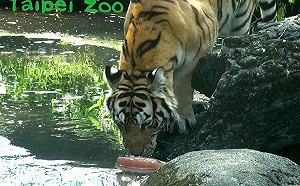 炎炎夏日！北市動物園動物們也要「吃冰」消暑