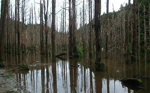 水漾森林污染頻傳！7大準則守護無痕山林