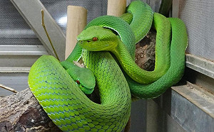 登山踏青要留意！台灣常見毒蛇＋毒蟲大公開