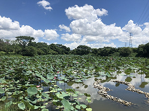 賞荷現在最美！新北大漢溪生態廊道荷花華麗綻放