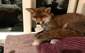 女子讓貓去花園玩  回來發現貓床竟躺著一隻野生狐狸！