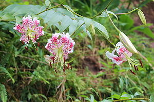 平溪尋訪峭壁的精靈 珍稀豔紅鹿子百合華美盛開
