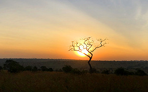 背包客逛世界》動物大遷徙跟你想的不一樣！行前必看懶人包