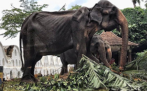 斯里蘭卡70歲母象連10天載人遊行 骨瘦令人心碎