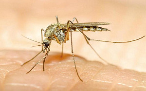 今年首現2瘧疾病例！赴非旅遊均沒服用預防藥