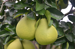 中秋佳節品文旦！挑柚3撇步看過來