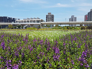 淡水打卡新亮點！搭淡海輕軌來趟花海小旅行