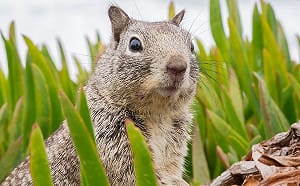 (影)松鼠呆萌超可愛？嘴巴一張開　卡友嚇歪：根本惡魔