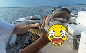 釣魚拉起都市傳說怪物？兩個血盆大口一張　釣客嚇到放生