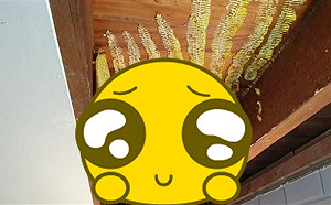 (影)天花板傳怪聲！一拆開見「巨無霸」蜂巢　屋主卻因禍得福