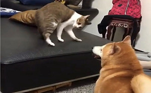 (影)崩壞了！狗狗冷眼看貓咪打醉拳　柴犬：你耍完了沒？