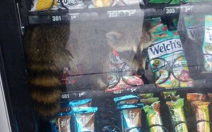 (影)呆萌浣熊偷吃卡在零食販賣機　警笑：逮捕現行犯