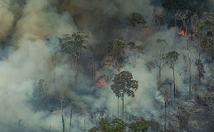 向前邁進一大步!  COP26首項協議 同意2030年結束森林砍伐！