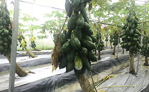 白鹿颱風橫掃東部！全國農損直逼1億元　台東占6成最慘