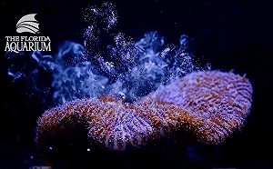 （影）史上首次！大西洋柱珊瑚瀕危 美科學家成功誘導產卵