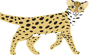 觀光局欠考量！林佳龍要求收回發言  集集彩繪列車將採俄繪石虎