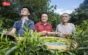 今週刊》冰河時期特有種！「茶界櫻花鉤吻鮭」台茶24號近20載復育成功