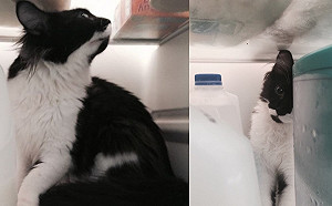 冰雪女王？冰箱控喵喵竟天天闖關還一臉享受：這才是貓生