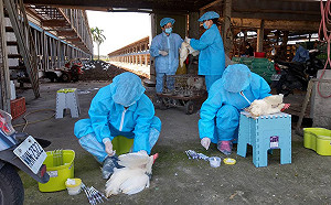 撲殺禽流感鵪鶉4.6萬隻 佔嘉義縣總數十分之一