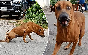 (影)演很大！泰國浪犬為博同情　竟假裝瘸腿騙吃騙喝