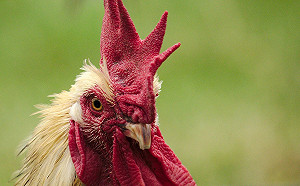 只是被雞啄一口！女竟「血流光身亡」　醫起底致命真相