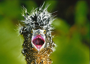 這些鳥超爆笑！鳥類趣味攝影巡迴展開跑  台北這5處看得到