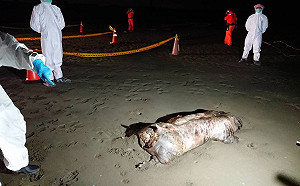 鬆一口氣！台南急水溪豬屍確認未感染非洲豬瘟