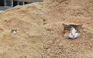 牧場裡驚見穀物堆埋「謎樣貓頭」　網笑：做沙浴的概念？