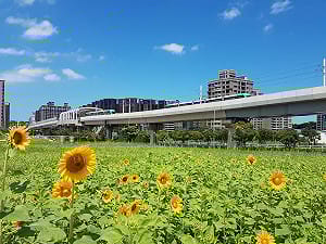 期間限定！淡海輕軌旁千朵向日葵花海盛開中